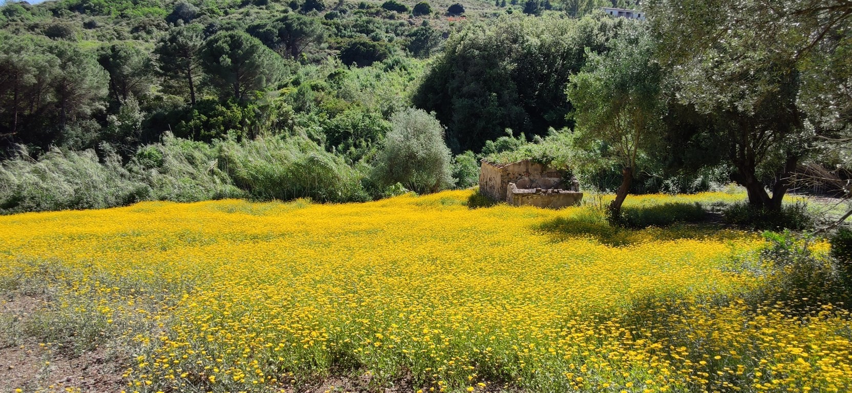 Rudere con terreno pertinenziale